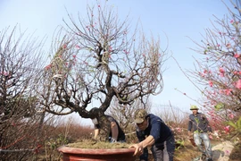 Các hộ trồng đào tất bật chuyển những cây đào đến tận địa chỉ cho khách hàng đặt mua. (Ảnh: Minh Quyết/TTXVN)