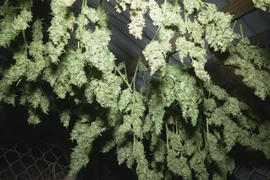 Hoa cần sa phơi khô tại vườn nhà của một đối tượng. (Ảnh: TTXVN phát)