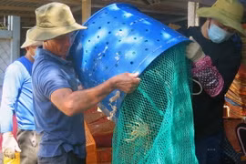 Người dân ở phường Xuân Thành, thị xã Sông Cầu (Phú Yên) xuất bán tôm hùm. (Ảnh: Xuân Triệu/TTXVN) 