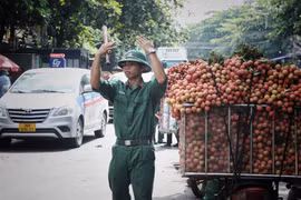 Từ sáng sớm, lực lượng bộ đội đã túc trực làm nhiệm vụ điều tiết giao thông để bà con chở vải đi tiêu thụ thuận lợi. (Ảnh: Danh Lam/TTXVN) 