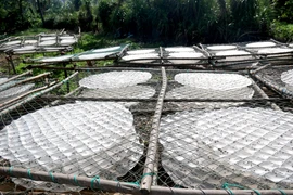 Bánh tráng được phơi khô. (Ảnh: Nguyễn Thanh/TTXVN)
