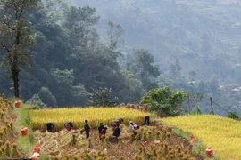 Người Cờ Lao đỏ sinh sống ở những bản làng bên sườn dãy Tây Côn Lĩnh (Hà Giang). (Ảnh: Nam Thái/TTXVN)