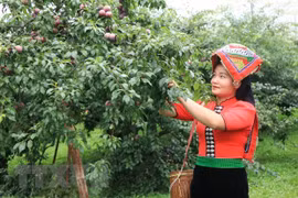 Người dân tại huyện Mộc Châu thu hoạch mận hậu. (Ảnh: Hữu Quyết/TTXVN) 