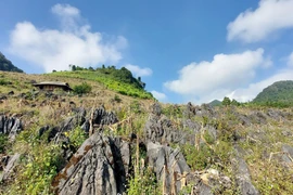 Ngôi nhà của đồng bào Mông nổi bật trên bạt nương đá cổ trồng xen cây ngô đã qua mùa thu hoạch. (Ảnh: TTXVN phát) 