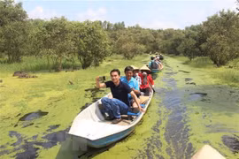 Du khách tham quan rừng tràm Trà Sư. (Ảnh: Thanh Sang/TTXVN) 