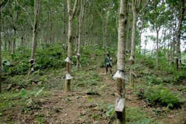 Thủ tục giao đất, xin thuê đất theo quy định phải hoàn thành trước khi triển khai dự án thì sau gần 10 năm triển khai dự án, Công ty Cổ phần Đầu tư Phát triển cao su Nghệ An vẫn chưa hoàn thành. (Ảnh: Văn Tý/TTXVN)