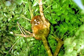 Một con thú Cu li dính tại Khu bảo tồn thiên nhiên Xuân Liên (Thanh Hóa). (Ảnh: TTXVN phát)