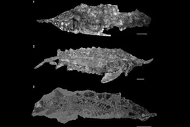 Hình ảnh hóa thạch của cá tầm acipenser praeparatorum, còn được gọi là loài cá đến từ lạch nước địa ngục. (Nguồn: livescience.com)