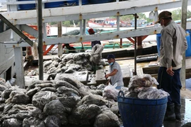 Vận chuyển sản phẩm khai thác thủy sản tại các vựa cá ở thị trấn Gành Hào, huyện Đông Hải (Bạc Liêu). (Ảnh: Tuấn Kiệt/TTXVN) 