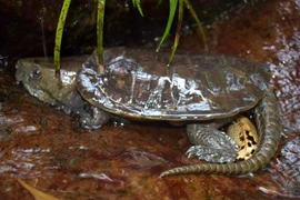 Rùa đầu to (Plastysternon megacephalum) trưởng thành sinh sống tại Khu bảo tồn thiên nhiên Pù Hu. (Ảnh: Nguyễn Nam/TTXVN) 