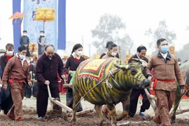 Chủ tịch nước Nguyễn Xuân Phúc xuống đồng cày ruộng đầu năm mới. (Ảnh: Thống Nhất/TTXVN)