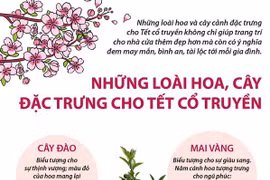 [Infographics] Những loài hoa, cây đặc trưng cho Tết cổ truyền