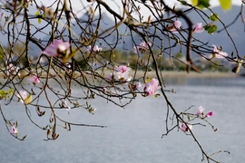 Những cành hoa nở rực rỡ tinh khôi, đẹp thuần khiết khiến bất kỳ ai không thể hững hờ với hoa ban. (Ảnh: Quý Trung/TTXVN) 