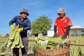 Sản phẩm bẹ nha đam chuẩn bị đưa đi tiêu thụ. (Ảnh: Nguyễn Thành/TTXVN)