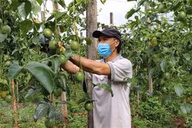Ảnh minh họa. (Nguồn: TTXVN)