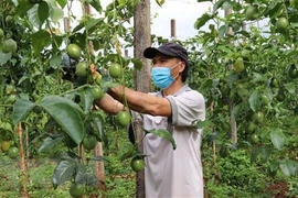 Ảnh minh họa. (Nguồn: TTXVN)