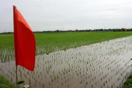 Cánh đồng xã Liên Hoa (Đông Hưng, Thái Bình) nơi thực hiện Mô hình trình diễn canh tác, đào tạo và chế biến lúa bền vững thuộc Dự án Cải tiến chuỗi giá trị lúa gạo vùng Đồng bằng sông Hồng, Việt Nam. (Ảnh: Thế Duyệt/TTXVN)