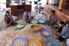 Người dân huyện Lý Sơn (Quảng Ngãi) sơ chế tỏi. (Ảnh: Phạm Cường/TTXVN)