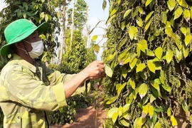 Nông dân xã Bình Giã, huyện Châu Đức thu hoạch vụ hồ tiêu. (Ảnh: Hoàng Nhị/TTXVN)