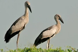 Đàn cò ốc ở Vườn quốc gia Tràm Chim. (Nguồn: Nguyễn Văn Trí/Vietnam+)