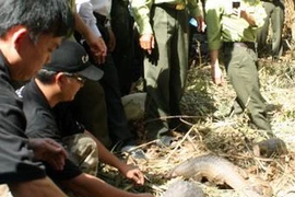 Ảnh minh họa. (Nguồn: TTXVN)