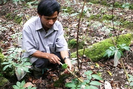 Ảnh minh họa. (Nguồn: Trần Lê Lâm/TTXVN)