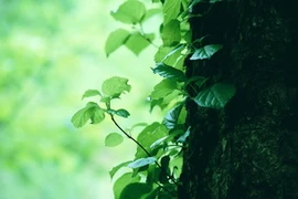 Ảnh chỉ mang tính minh họa. (Nguồn: Internet)