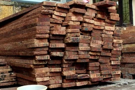 Các đối tượng buôn bán vận chuyển lâm sản trái phép tự đóng dấu búa vào trên 10 m3 gỗ nghiến và gỗ trai nhóm IIa. (Nguồn: P.V/Vietnam+)