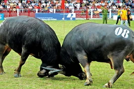 Lễ hội chọi trâu Đồ Sơn. (Ảnh: Thanh Tùng/TTXVN)