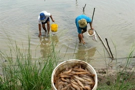 (Nguồn: Lao động)