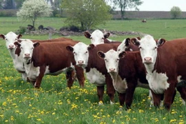 Ảnh minh họa. (Nguồn: sierraclub.typepad.com)