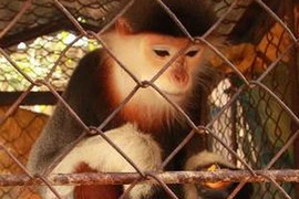 Ảnh minh họa. (Nguồn: Hồ Cầu/TTXVN)