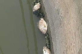 Ảnh minh họa. (Ảnh: Ninh Đức Phương/TTXVN)