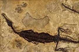 Ảnh minh họa. (Nguồn: Internet)