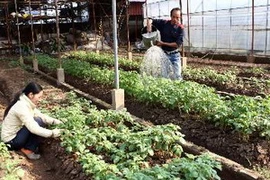 Ảnh minh họa. (Nguồn: Anh Tuấn/TTXVN)