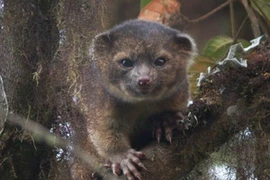 Loài động vật có vú mới olinguito. (Nguồn: dailymail.co.uk)