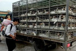 Ảnh minh họa. (Nguồn: Đình Huệ/TTXVN)