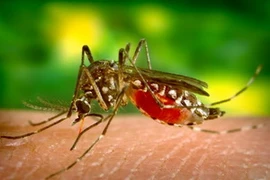 Virus Tây sông Nile là căn bệnh lây lan do muỗi nhiễm bệnh truyền sang người. Ảnh minh họa. (Nguồn: forbes)