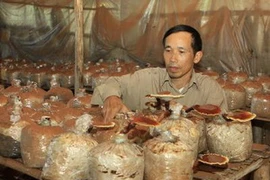 Ảnh minh họa. (Nguồn: Nguyễn Thủy/TTXVN)