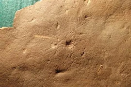 Loài động vật cổ đại Coronacollina acula. (Nguồn: msnbc.msn.com)