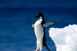 Ảnh minh họa. (Nguồn: Internet)