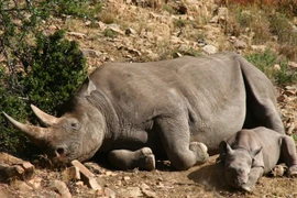 [Video] Người Việt Nam đang dần “quay lưng” với sừng tê giác