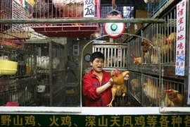 [Video] Trung Quốc thí điểm cấm kinh doanh gia cầm sống 