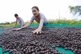 Kinh tế Việt Nam vẫn phục hồi mạnh mẽ bất chấp bất ổn toàn cầu