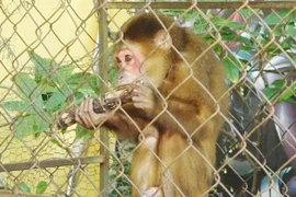 Cá thể khỉ mặt đỏ quý hiếm được người dân tự nguyện giao nộp cho cơ quan chức năng tỉnh Quảng Bình. (Ảnh: TTXVN phát)