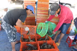 Thương lái vẫn thu mua tôm hùm ở thị xã Sông Cầu với giá từ 500-600 ngàn đồng/kg, tôm sile 0,3 kg. (Ảnh: Phạm Cường/TTXVN)
