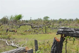 Hiện trường vụ phá rừng tại tiểu khu 205, các vết cắt còn khá mới. (Ảnh: Tuấn Anh/TTXVN)