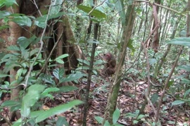 Một cá thể khỉ mặt đỏ được thả về rừng tự nhiên. (Ảnh: TTXVN phát)