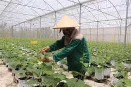 Một vườn dưa lưới ứng dụng công nghệ cao. (Nguồn: TTXVN)