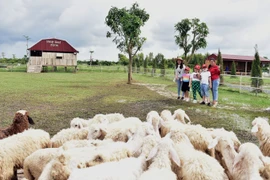 Trang trại cừu thu hút khách du lịch.